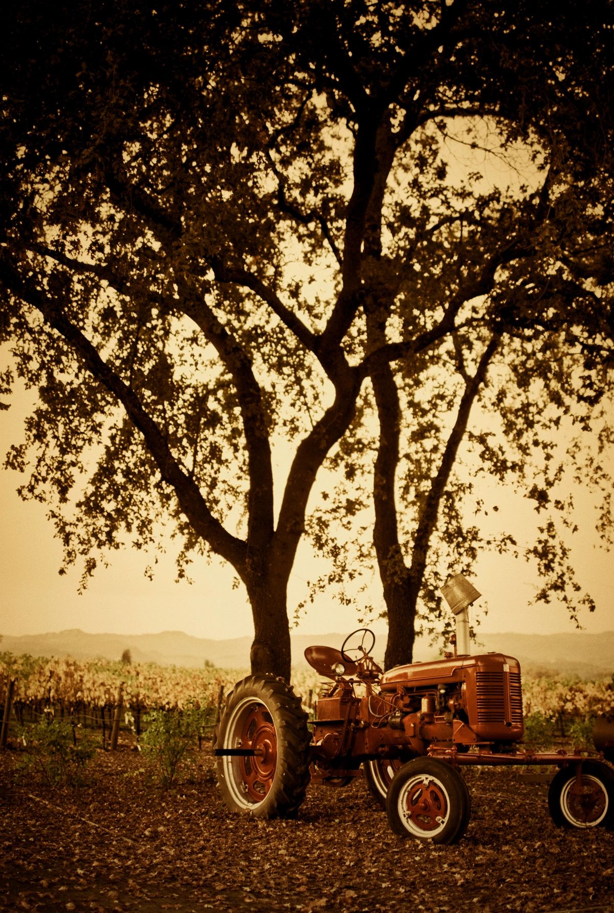 vineyard removal machinery California